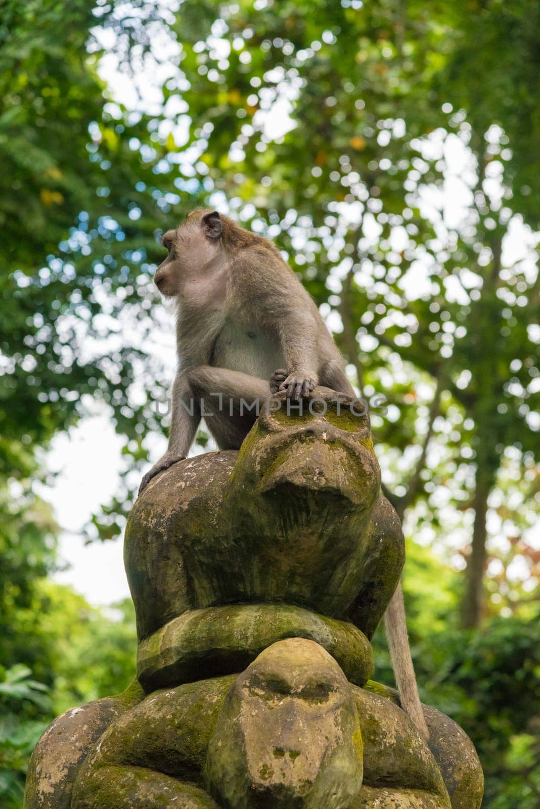 Macaque monkey at Monkey Forest, Bali, Indonesia
