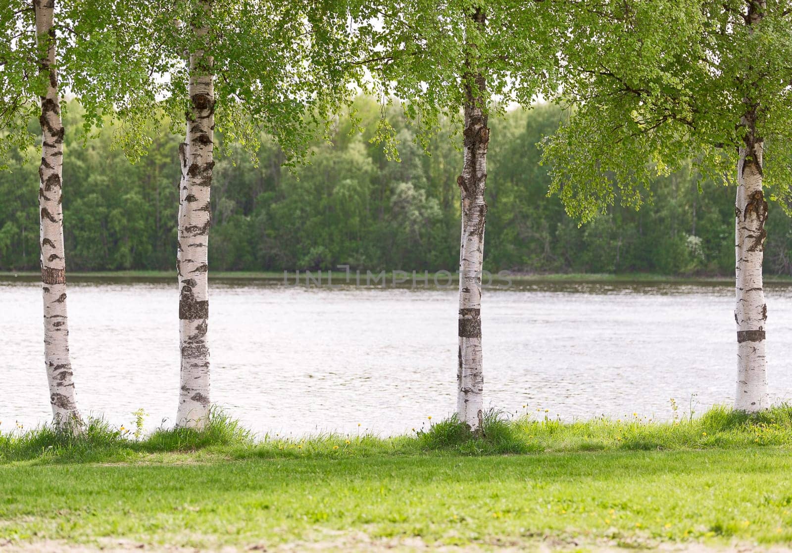 Birch Tree Trunks Close Up with grass by water.