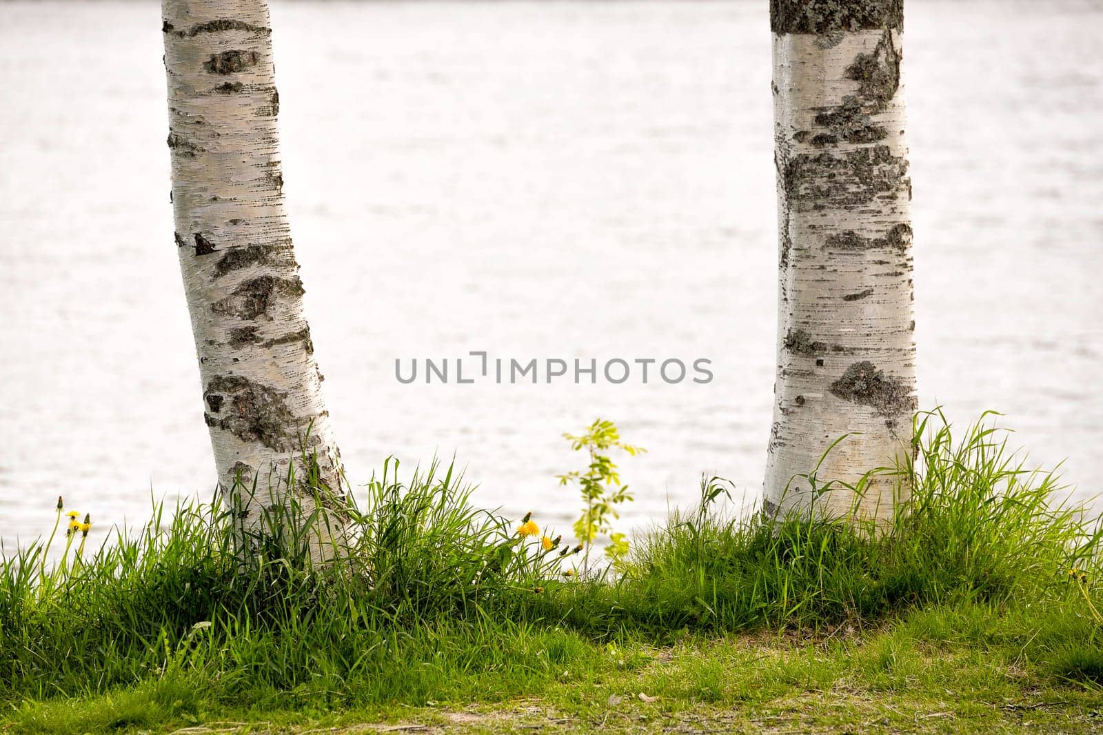 Birch Tree Trunks Close Up with grass by water.