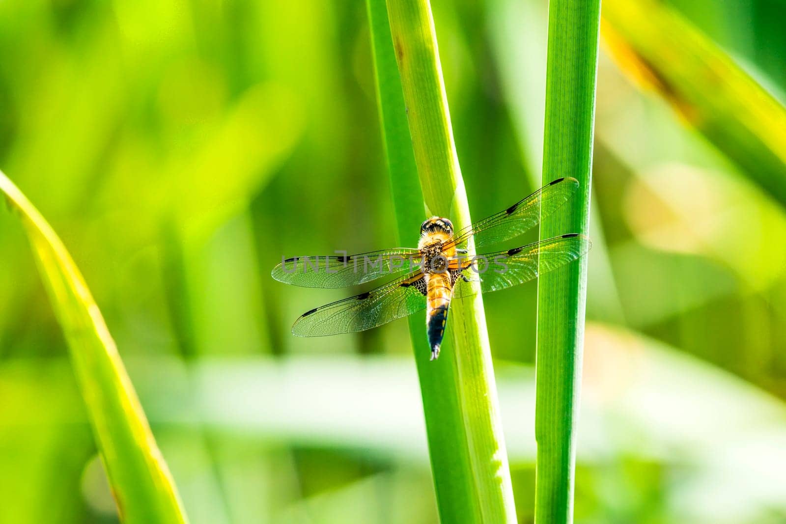 Flat belly,Libellula depressa,female
