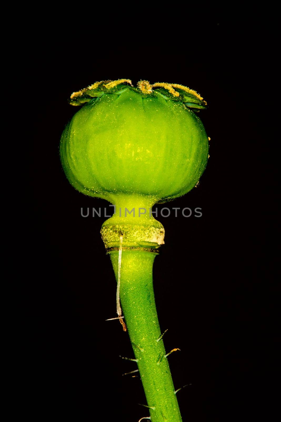Opium poppy,capsule
