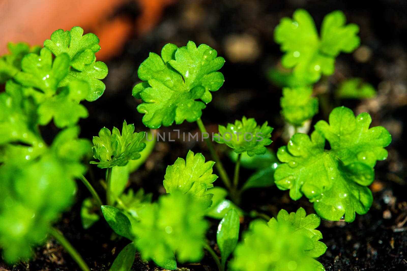 Parsley,close-up of the fresh spice plant