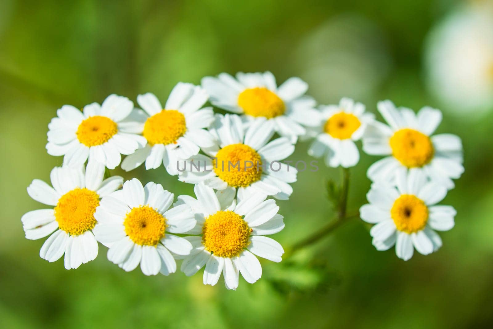 Feverfew,Chrysanthmemum parthenium,medicinal plant