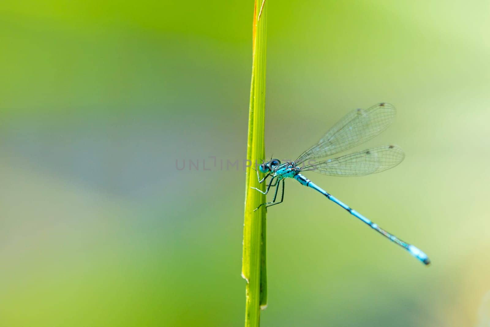Horseshoe Azure Maiden,Coenagrion puella