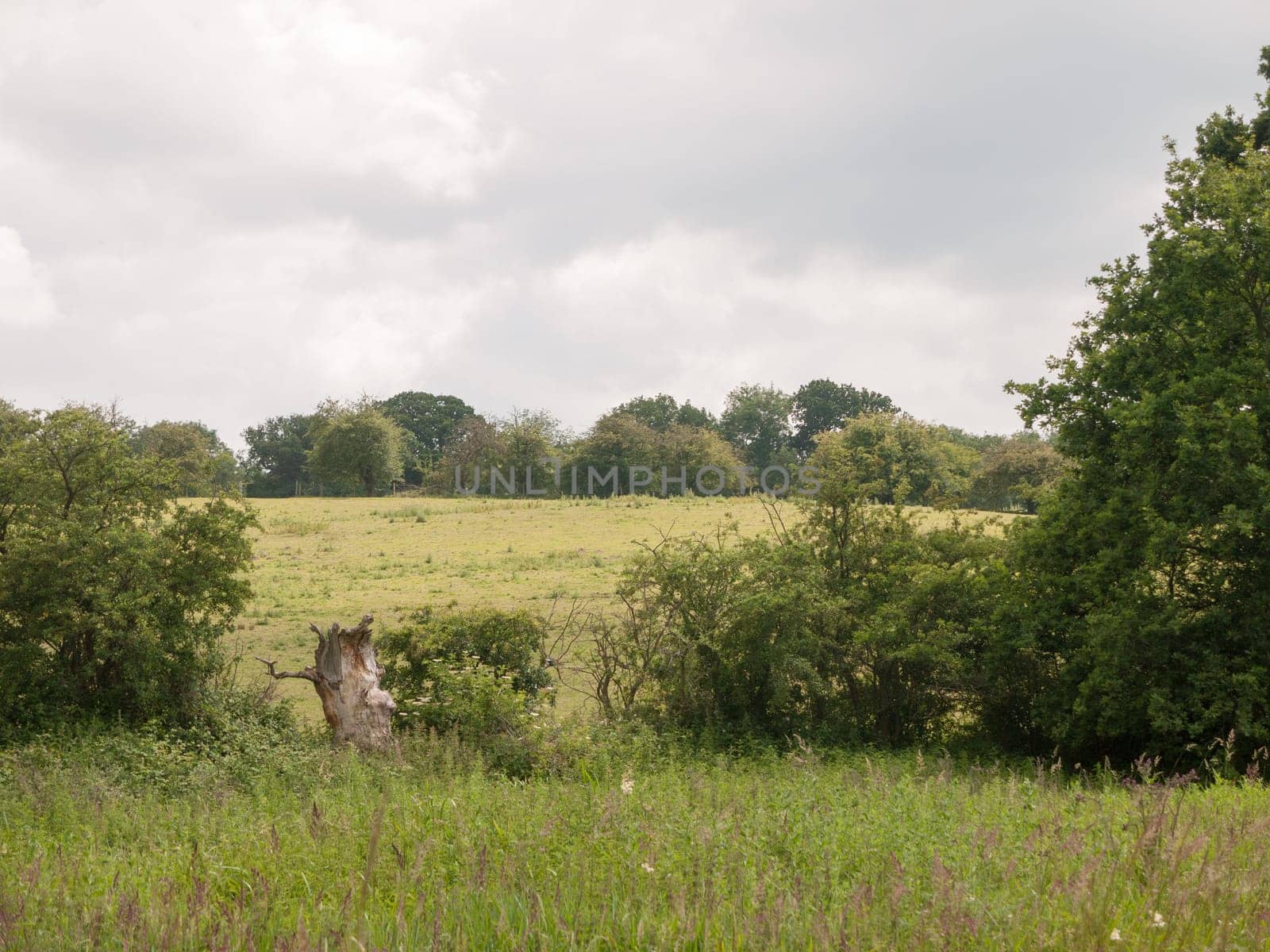 green hills and trees with overcast sky peaceful