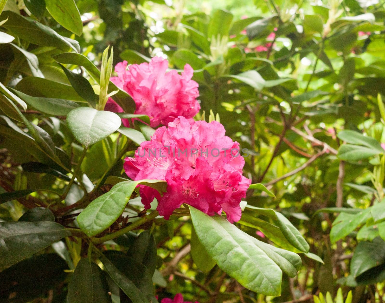 a gorgeous pinky bright red rhododendron outside close up on a tree in detail in sunlight on spring day lush and vibrant with color in uk england flowers