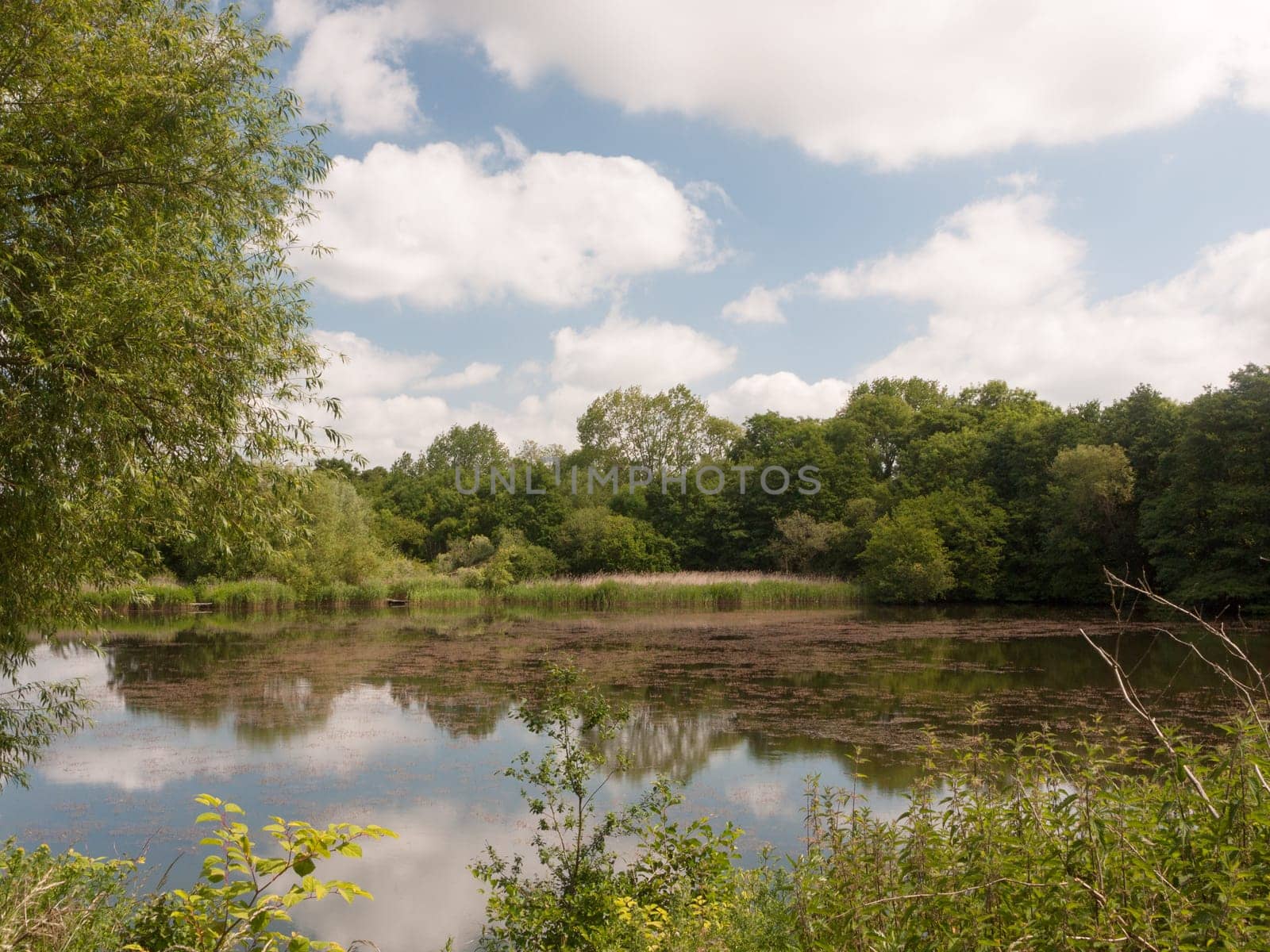countryside water with reeds trees and sky