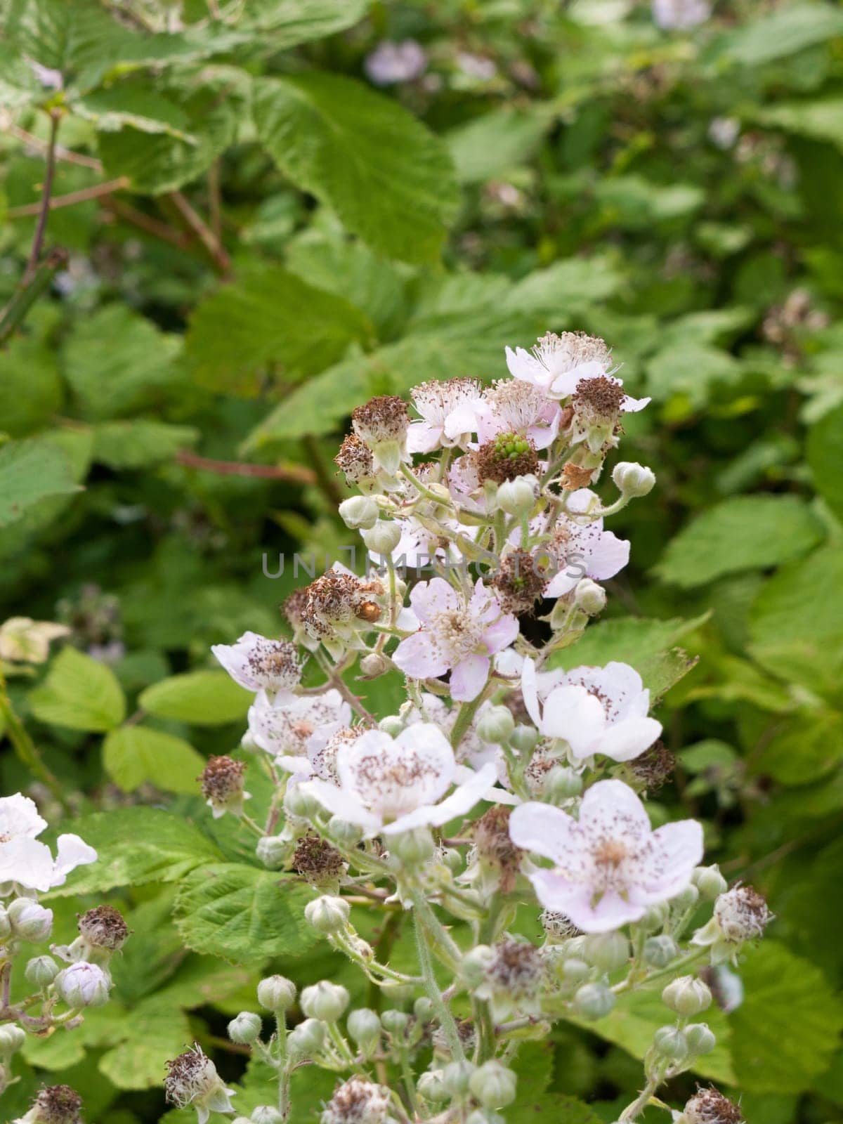a bunch of beautiful white bramble flowers