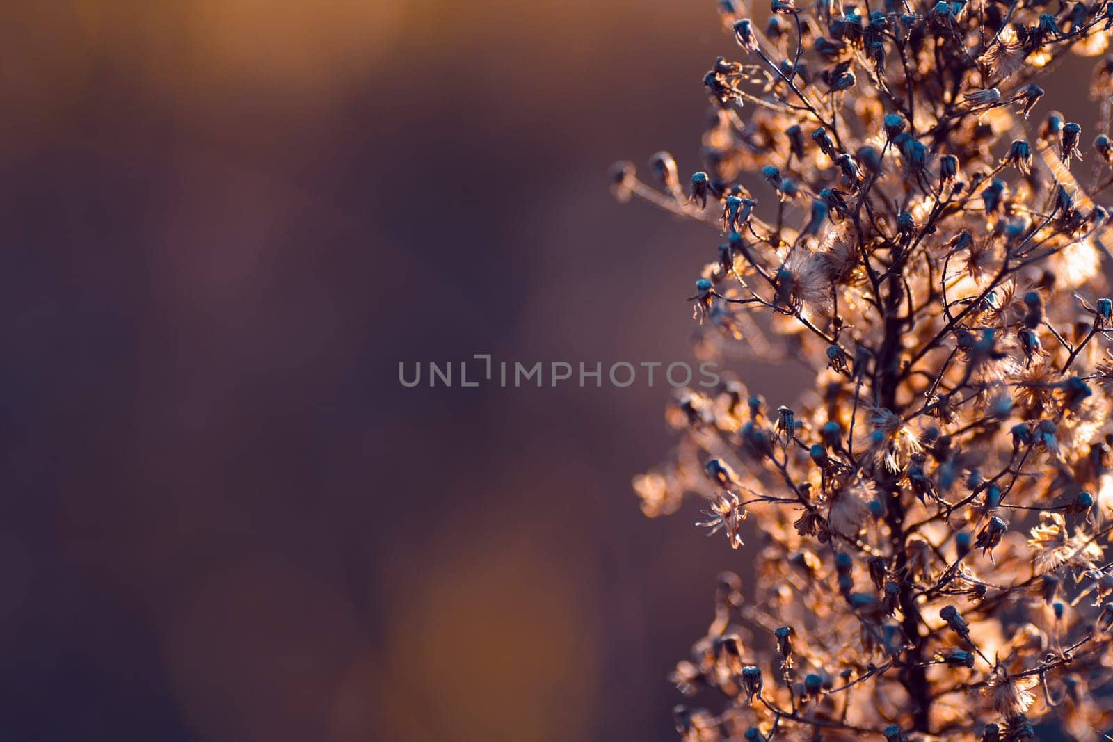 Abstract nature background, autumn colors, space for text.