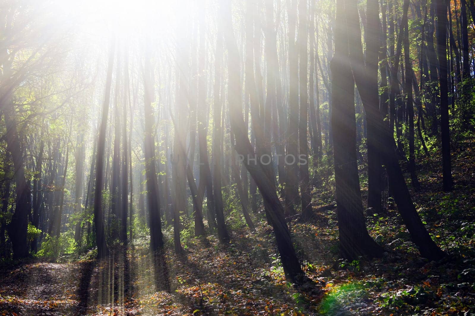 Sunshine in the forest. Sunny day, nature.
