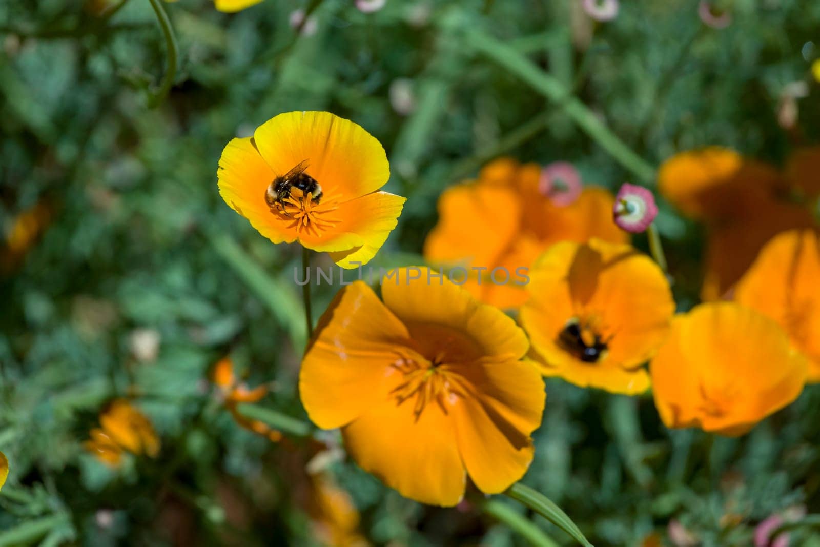 This photo was taken at a formal botanical garden near San Francisco, California. Spring had arrived, and flowers are in bloom. This image features a beautiful California Poppies and Bumble Bees collecting Pollen.