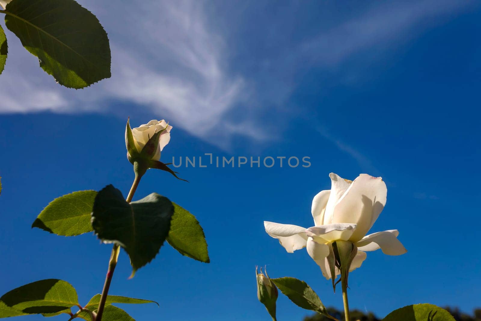This photo was taken at a formal botanical garden near San Francisco, California. Spring had arrived, and flowers are in bloom. This image features a beautiful white roses flowers and a deep blue sky with wispy clouds.