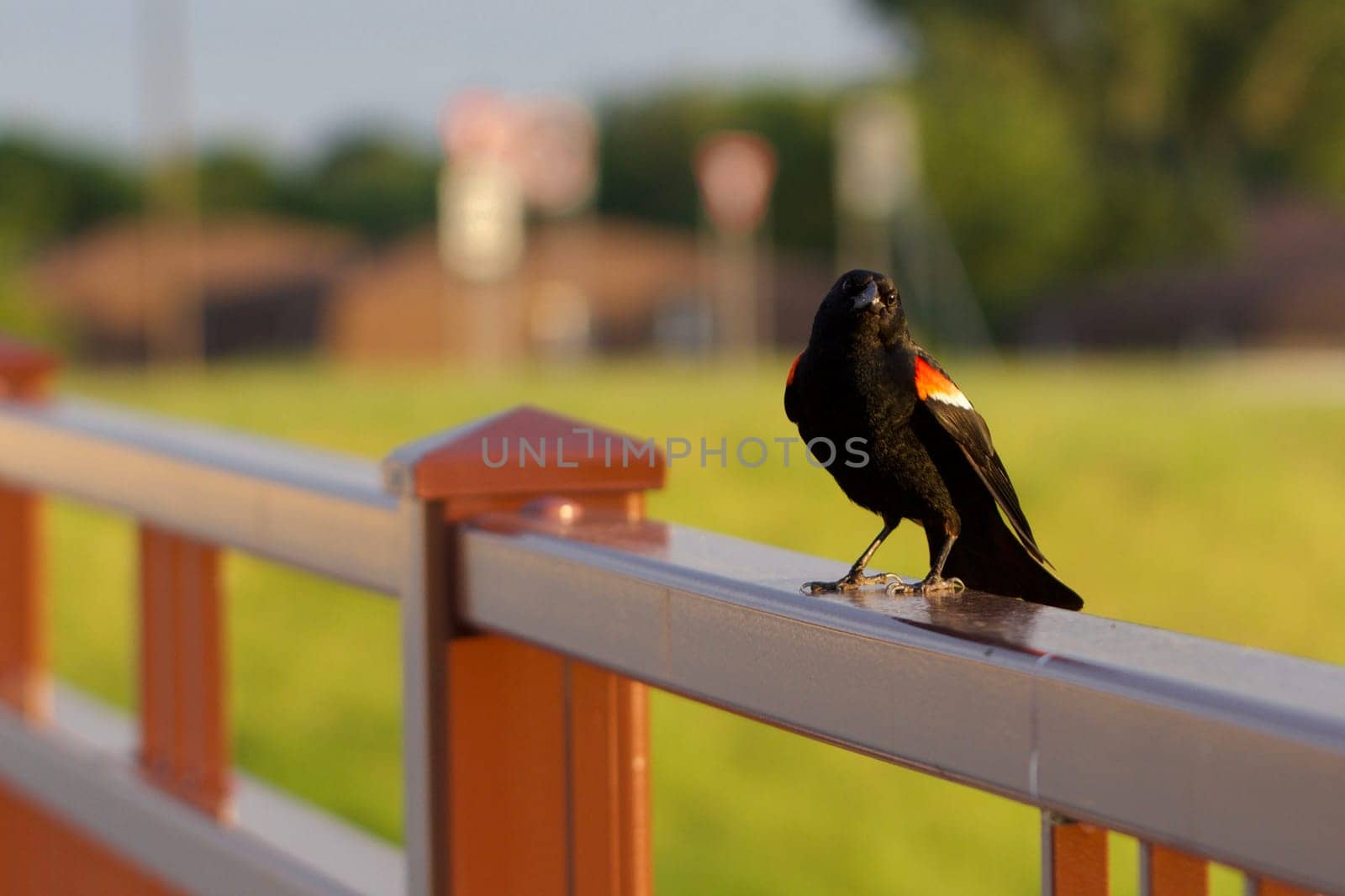 Redwing Blackbird Saying Hello