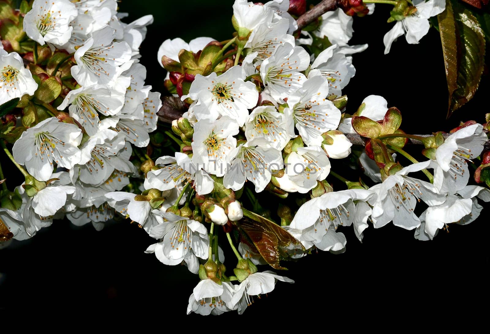Cherry blossom