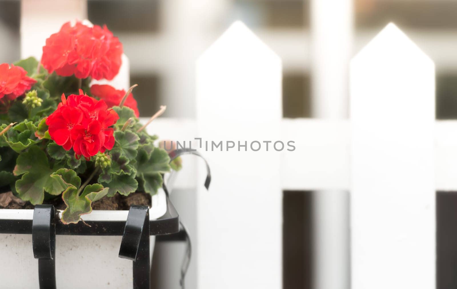 Flower box on white wooden fence. Sweden, Scandinavia, Europe.