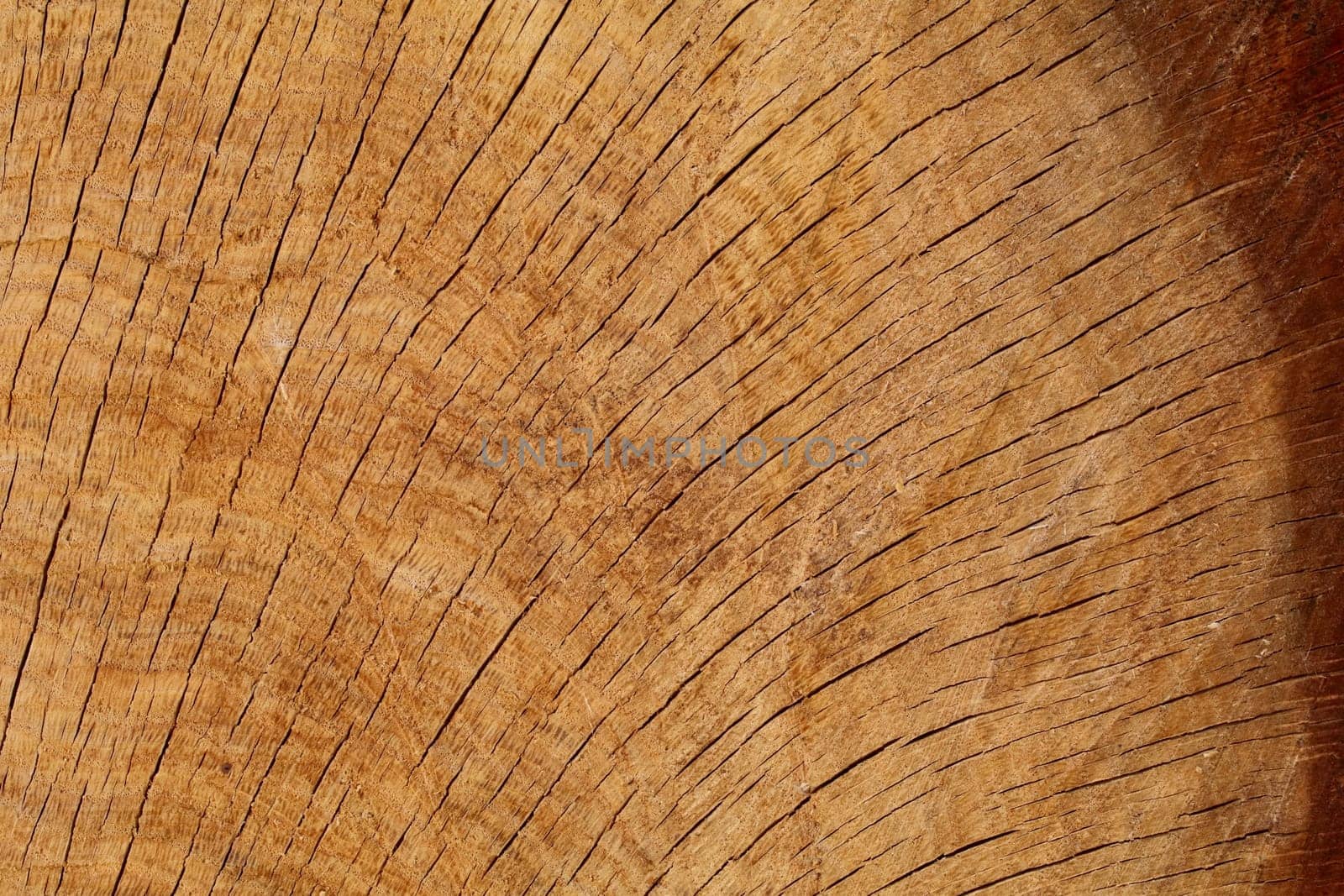 Partial Oak Log Cross Section