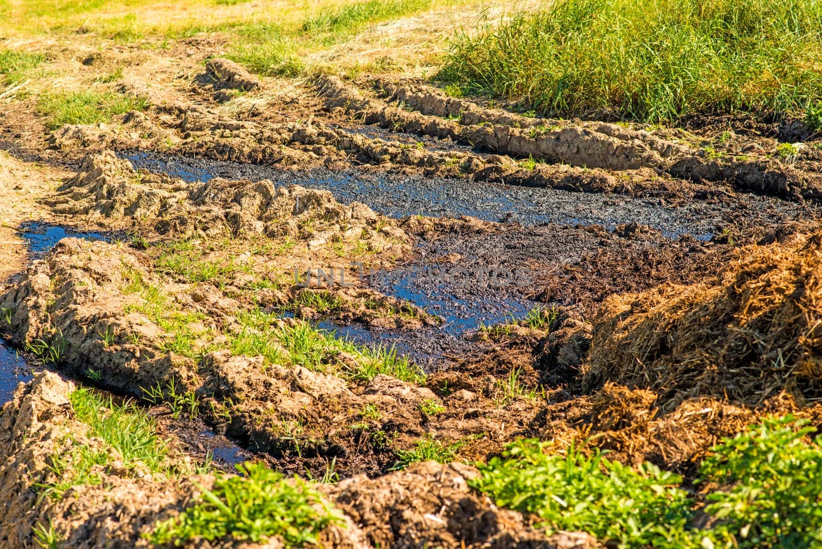 Manure in a meadow