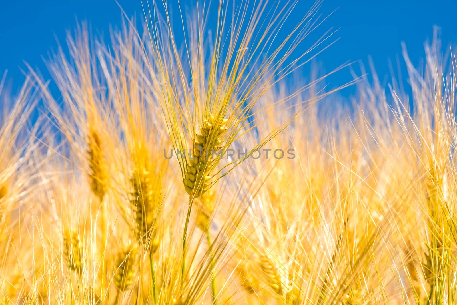 Barley,ears of wheat with blue sky