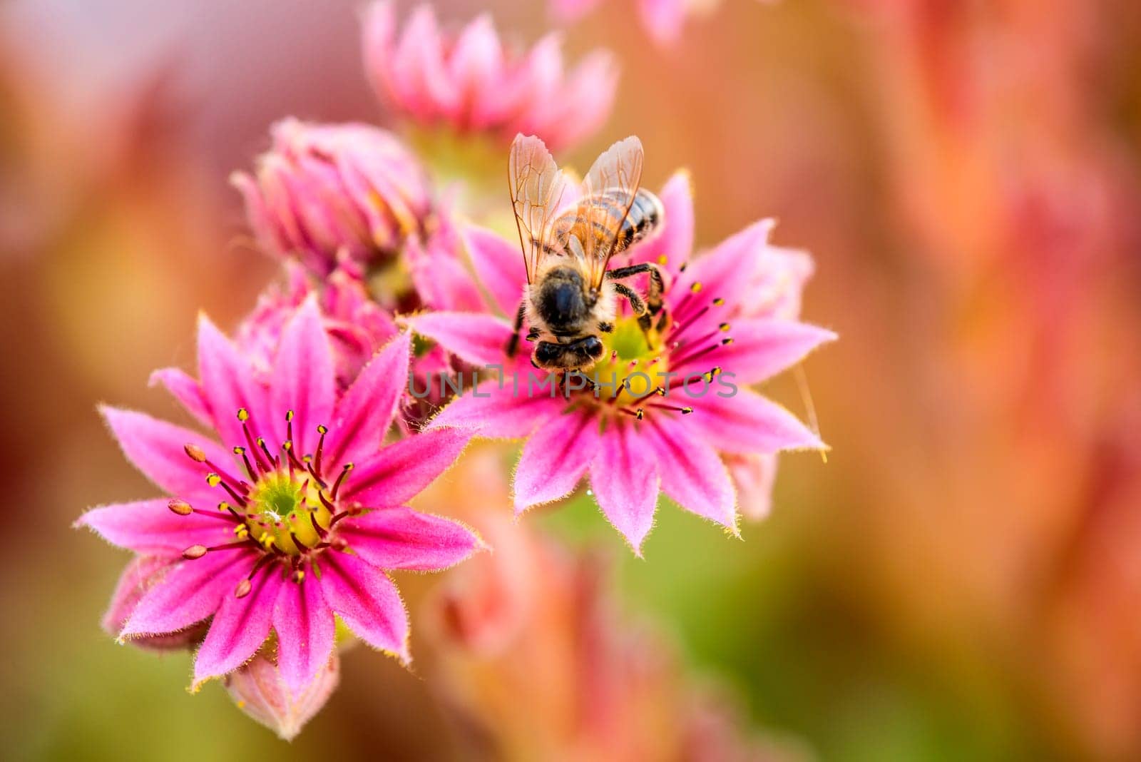 House root with bee