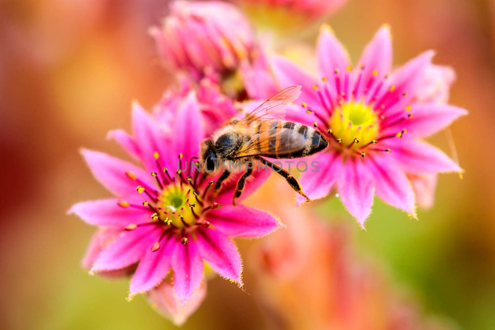 House root with bee