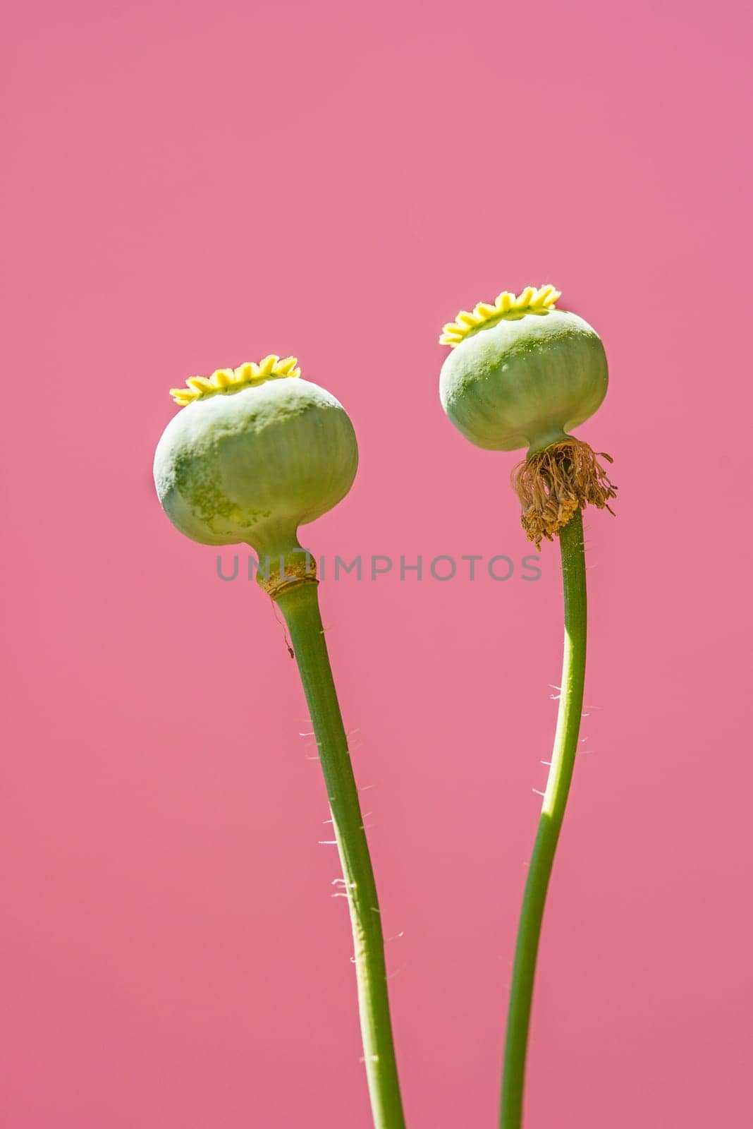 Opium poppy,capsule