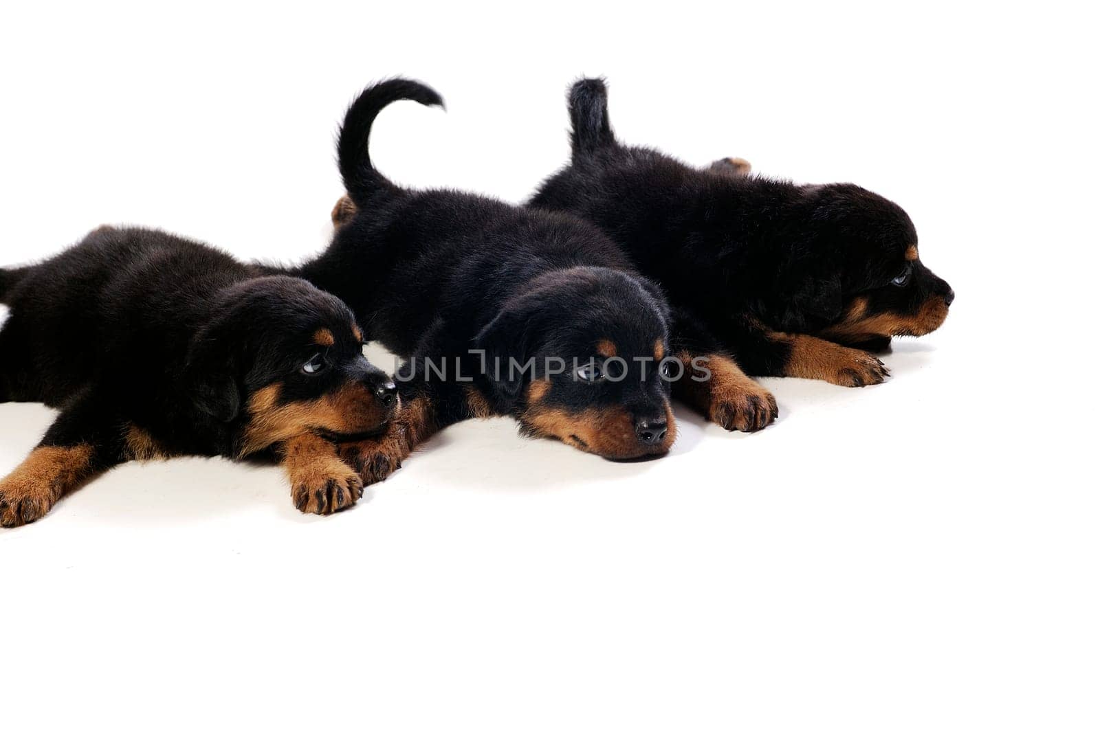 Three little cute rottweiler puppies at white background