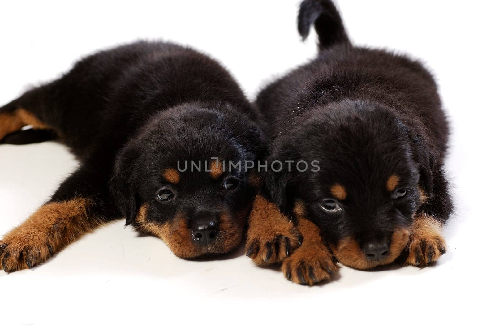 Two cute rottweiler puppies at white background