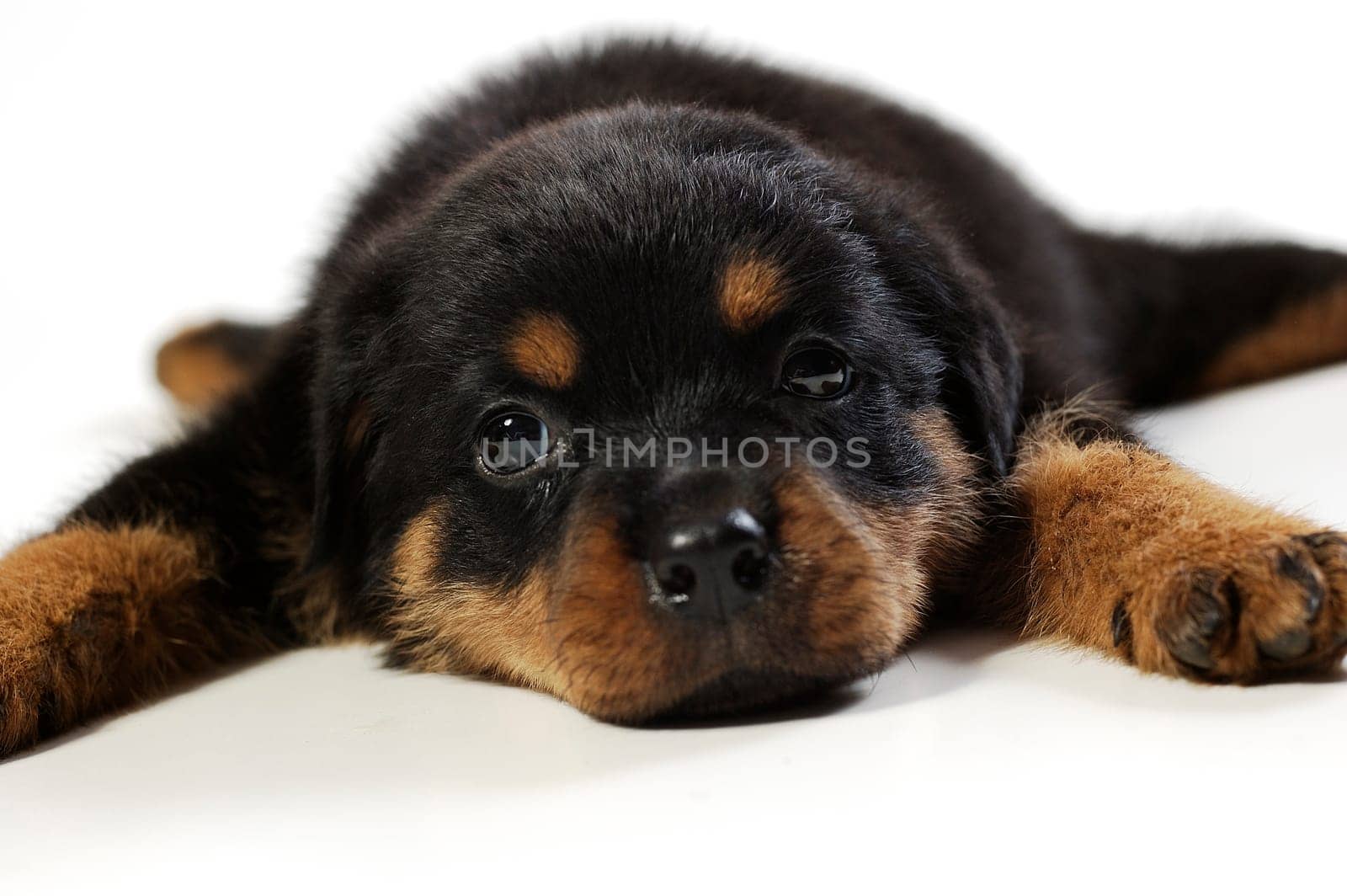 Cute rottweiler puppy at white background
