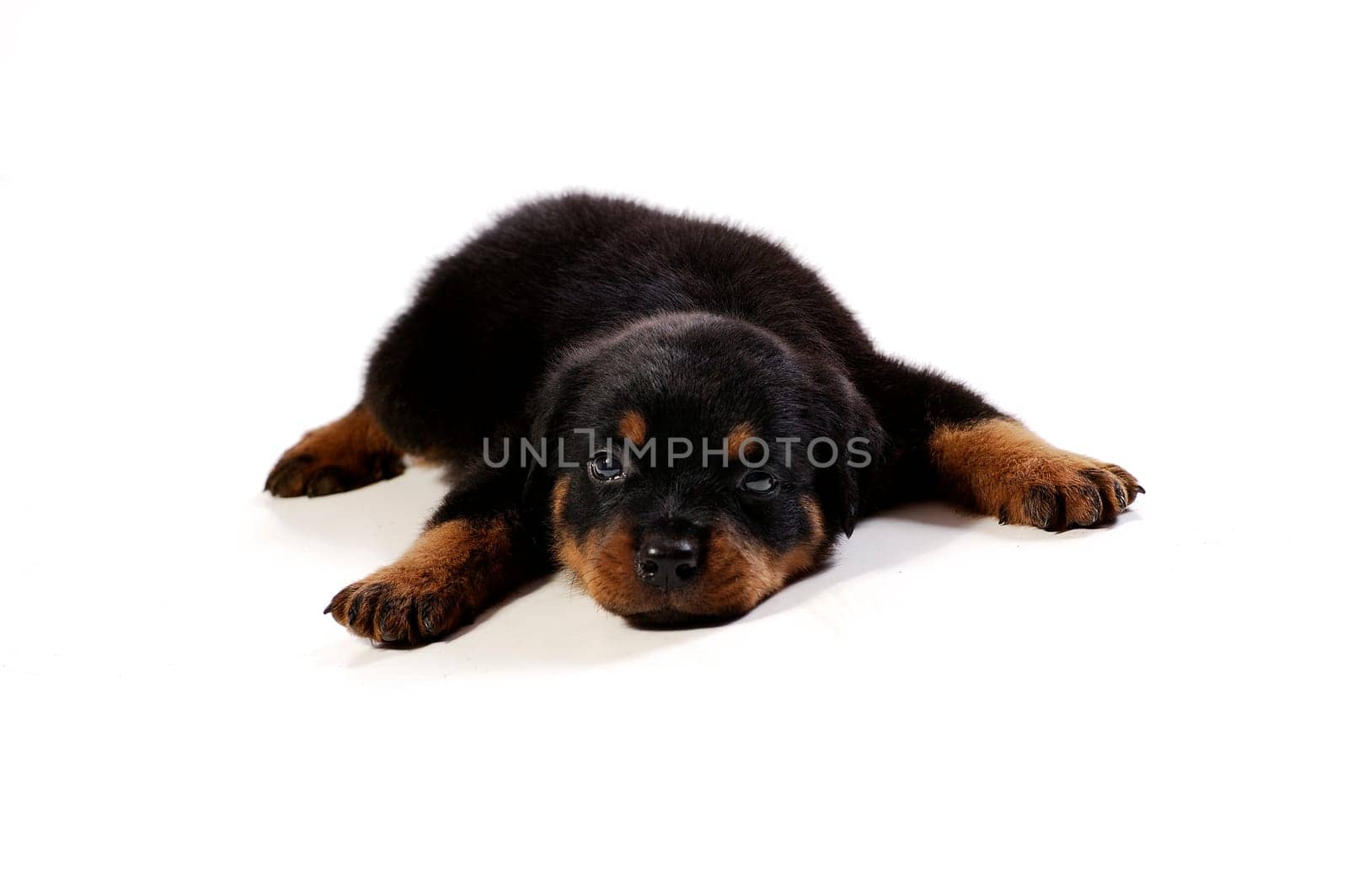 Cute rottweiler puppy at white background