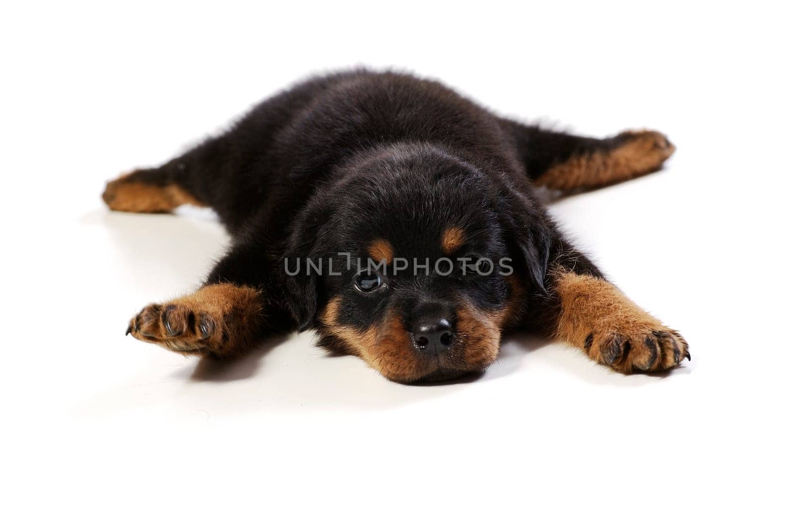 Cute rottweiler puppy at white background