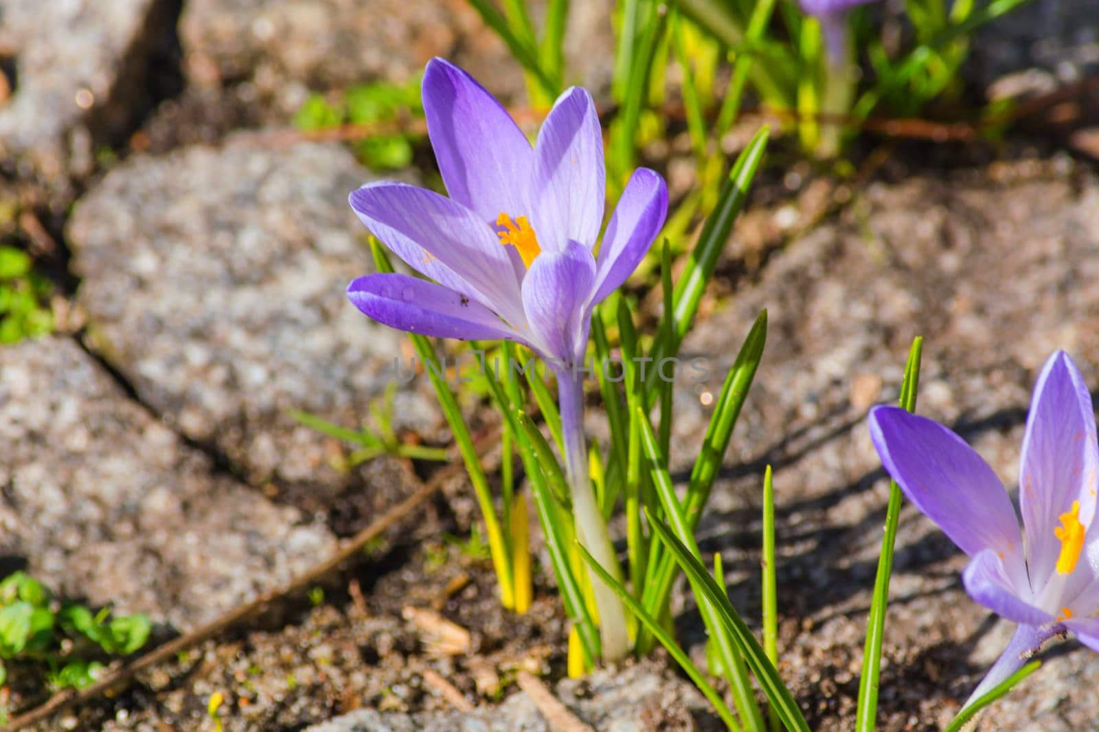 Crocus flowers in spring grow from the street plastic.