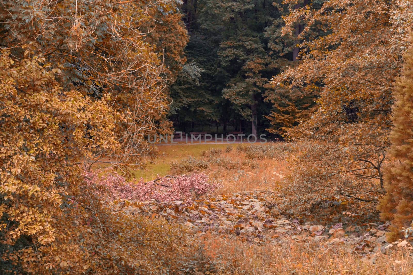 Three old benches in a forest clearing..