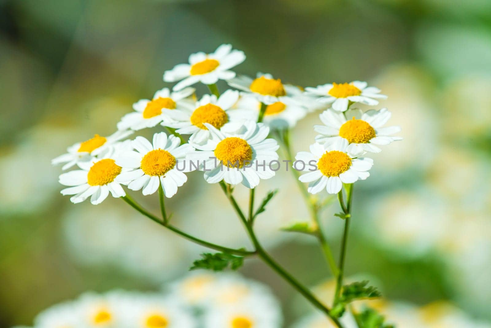 Feverfew,Chrysanthmemum parthenium,medicinal plant with flower