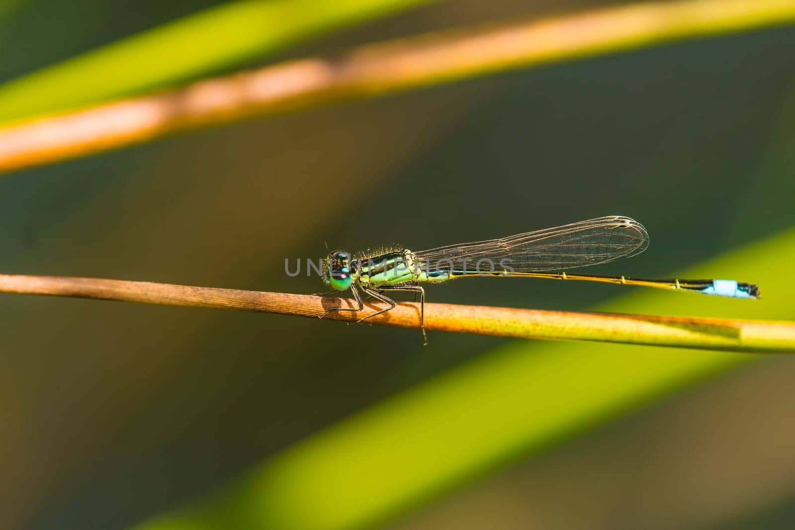Large pitch dragonfly,Ischnura elegans,male