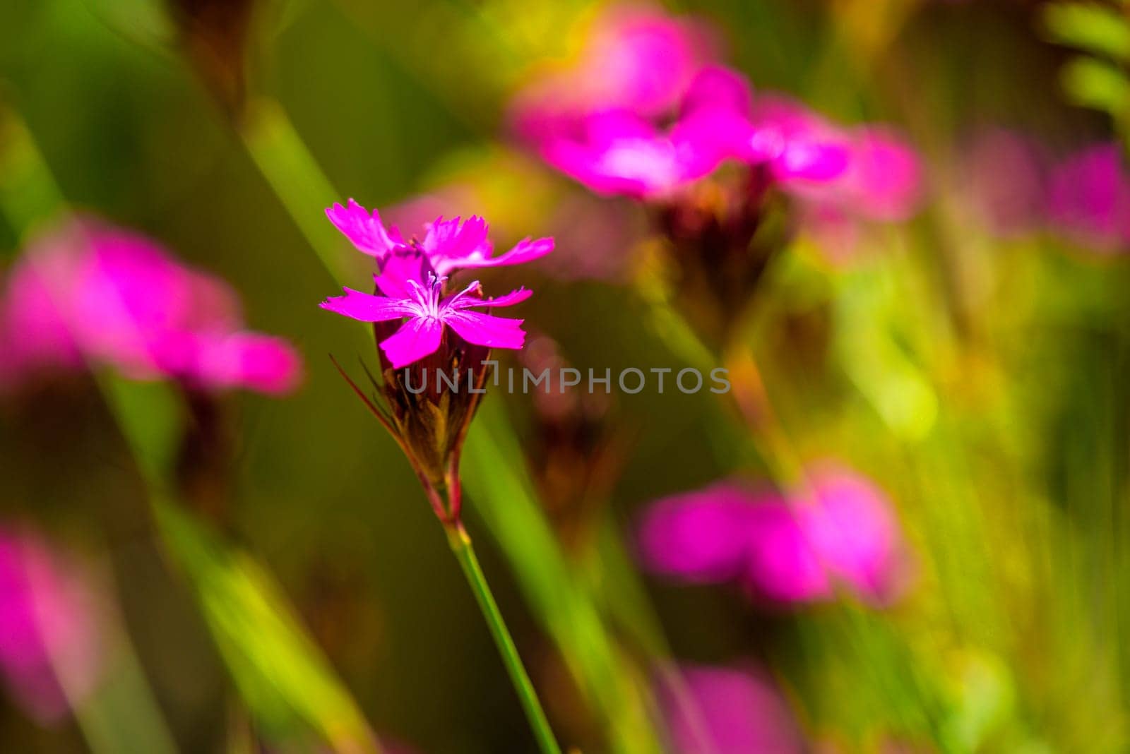Carthusian carnations,medicinal plant of medieval monasteries