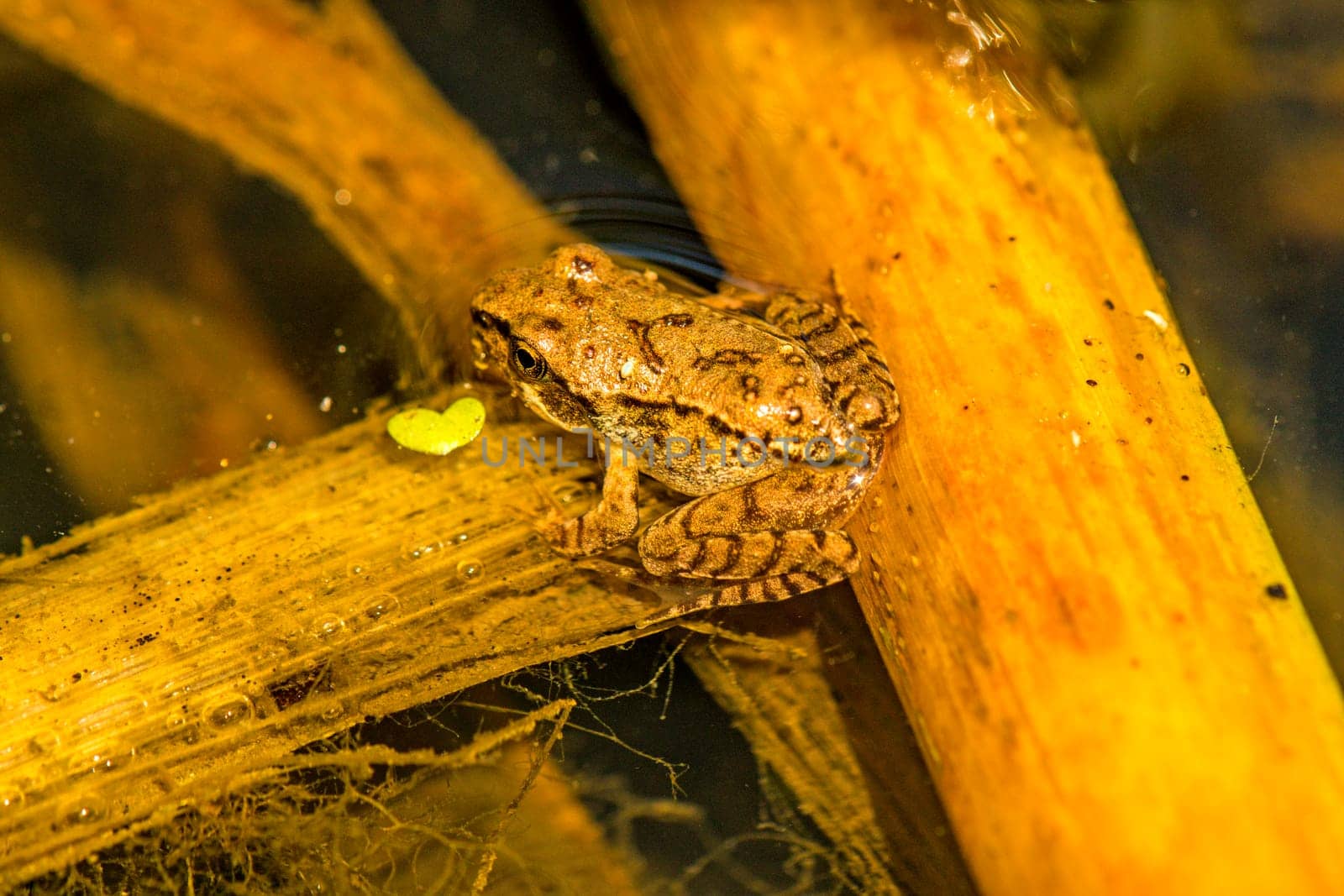 Jumping frog,Rana dalmatina in a pond