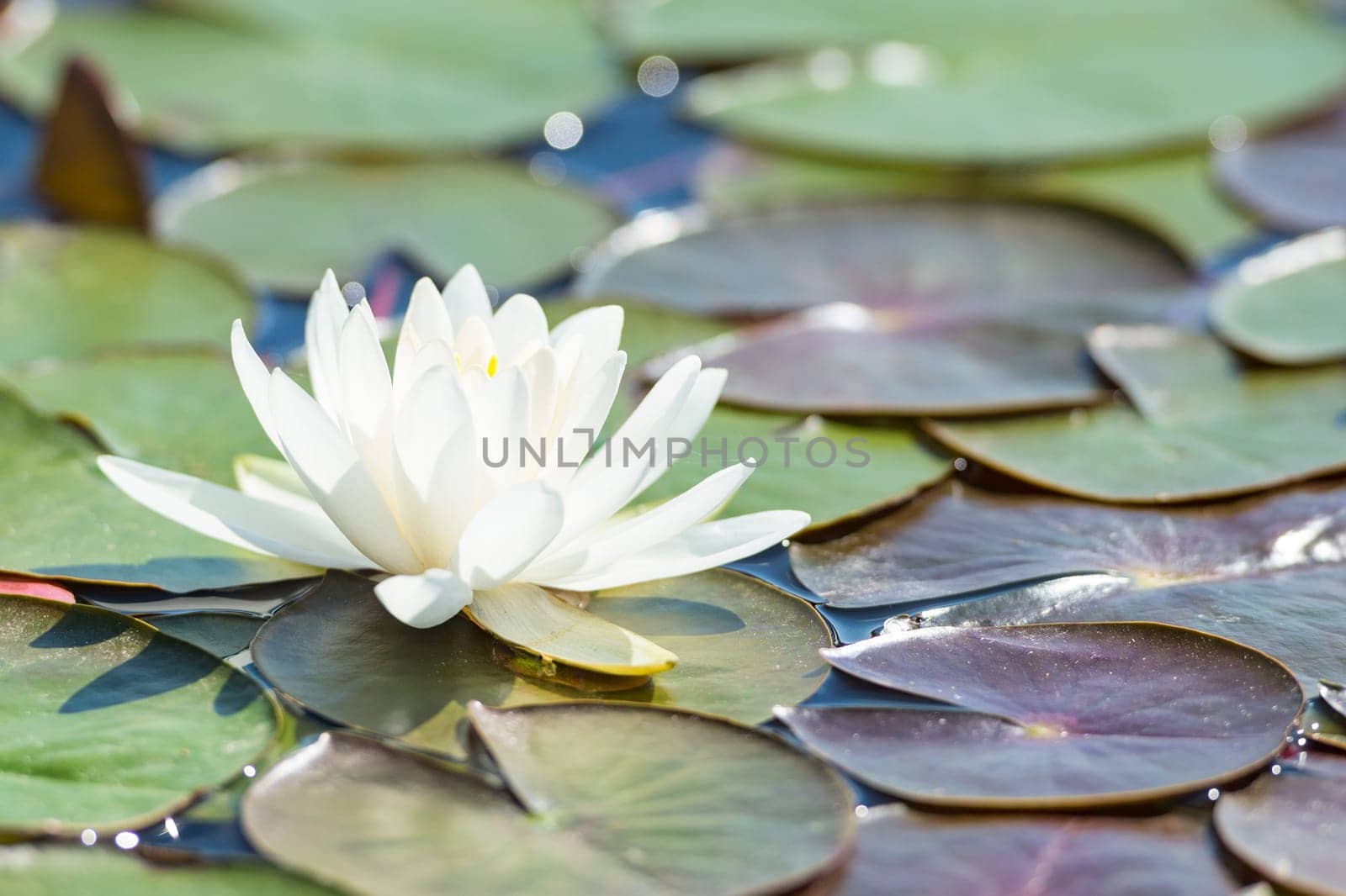 Backlit sunlight white water lily single flower in summer lake