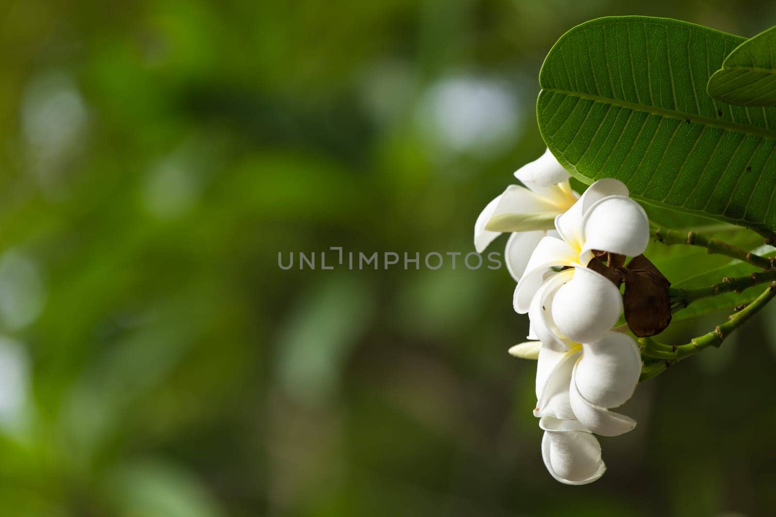 White Plumeria on the plumeria tree, frangipani tropical flowers.