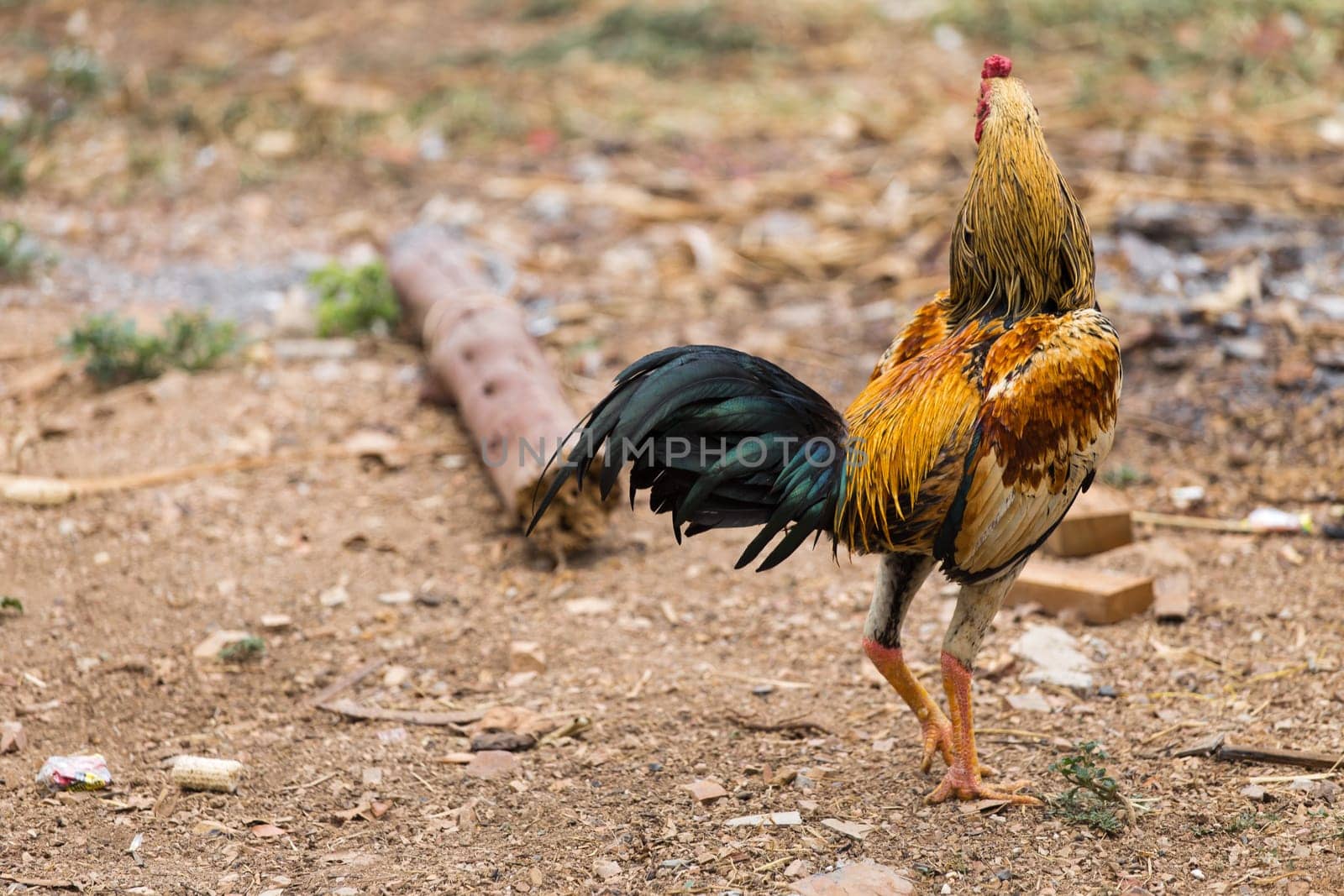 Gamecock yellow and black tail on green nature background