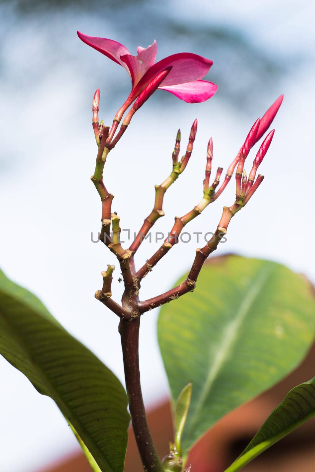 Pink Plumeria on the plumeria tree, frangipani tropical flowers.
