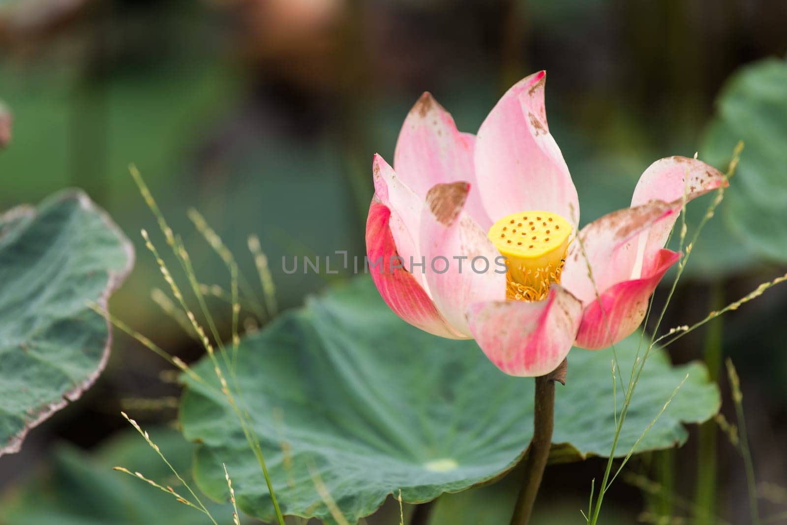 Beautiful lotus flower on the water in a park