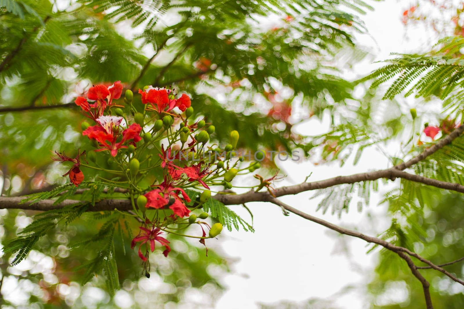 A tree full of bright shinning with red flowers of Cassia fistula