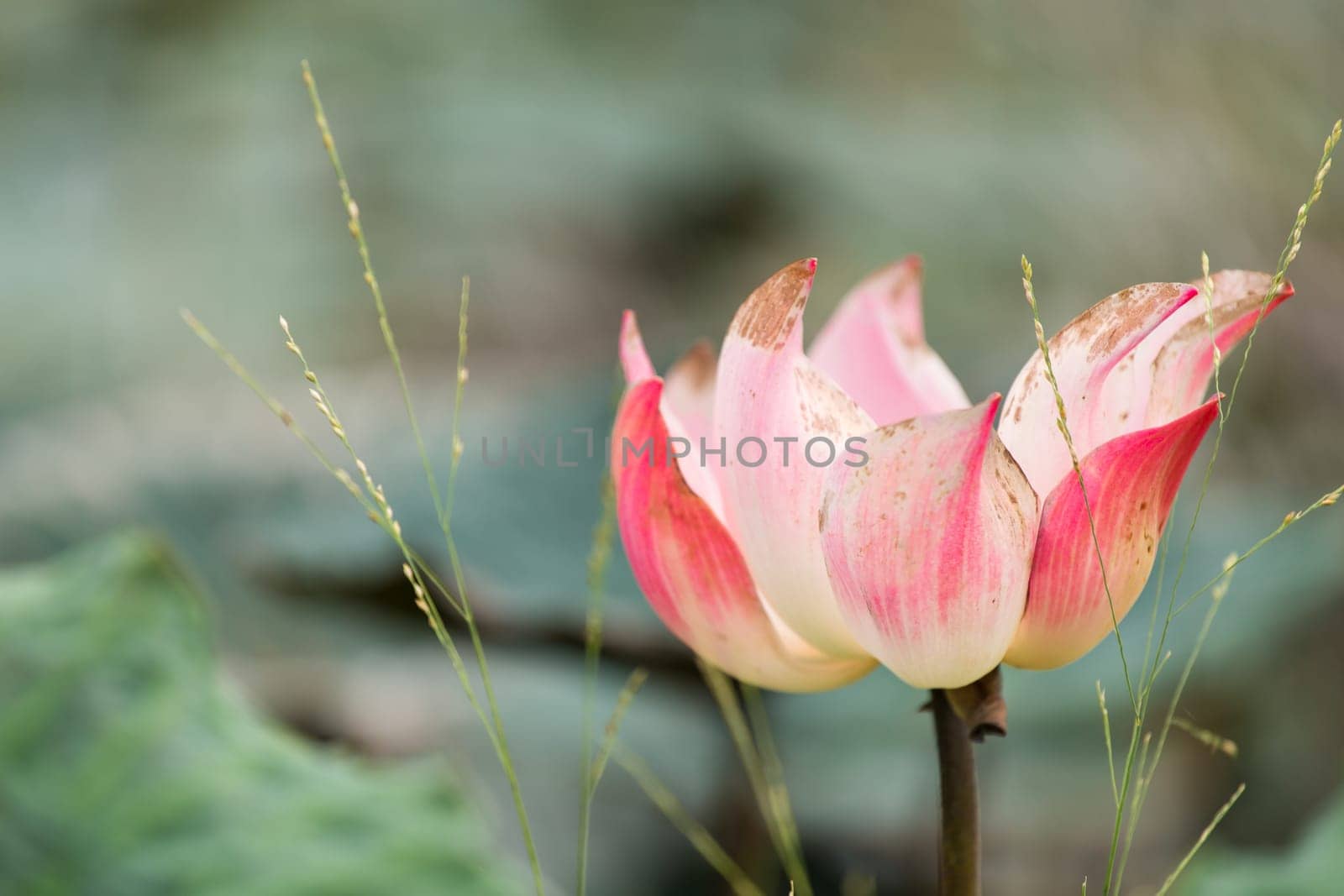 Beautiful lotus flower on the water in a park