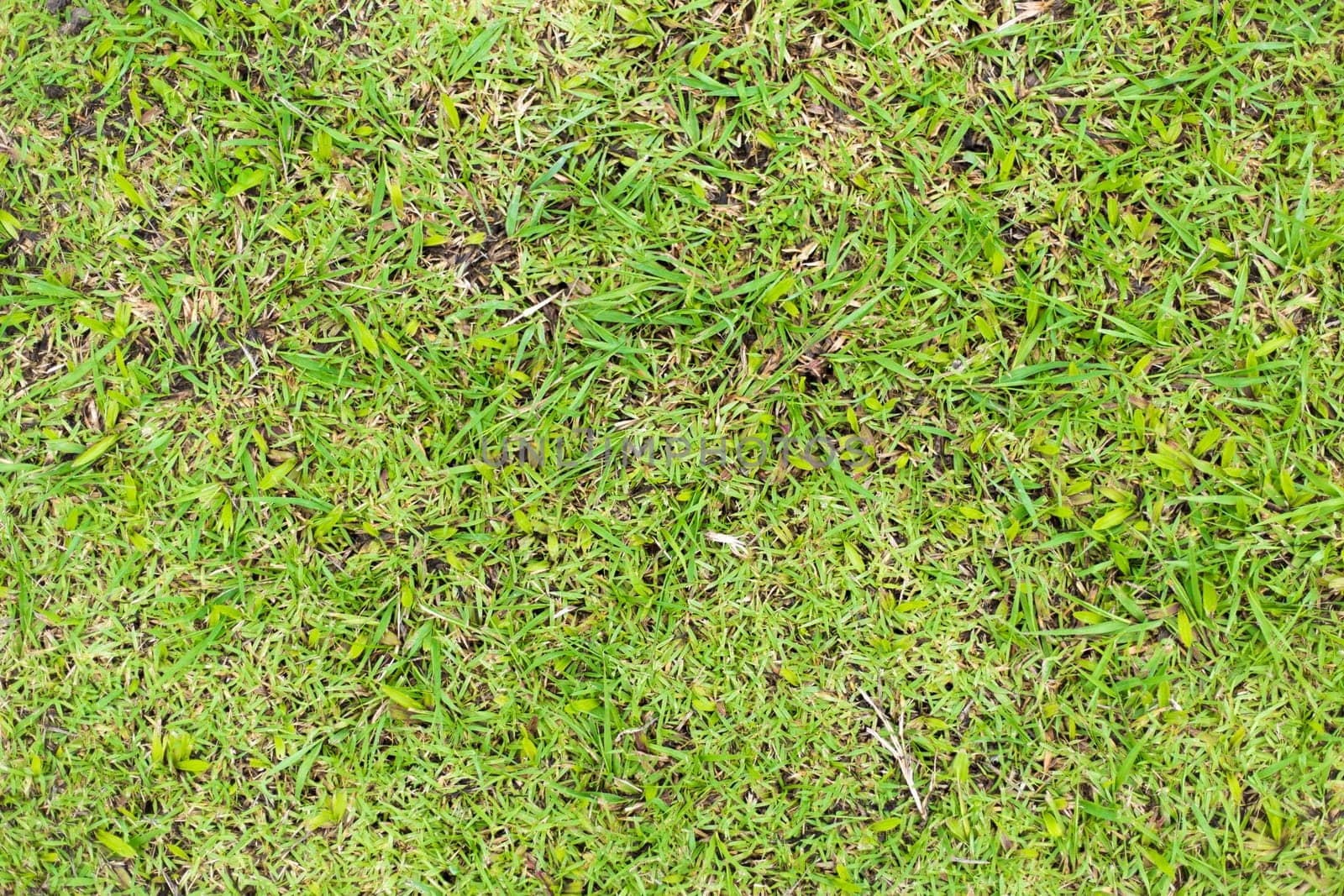 Green grass natural background texture.