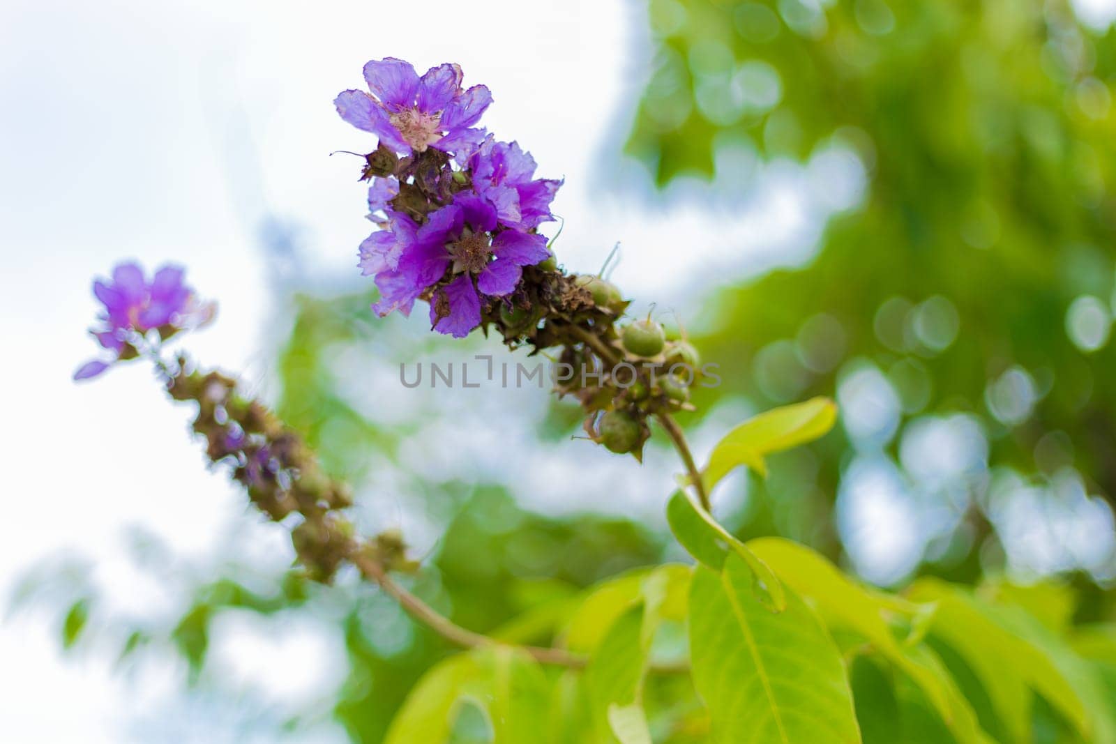 Violet flower on the tree in the park
