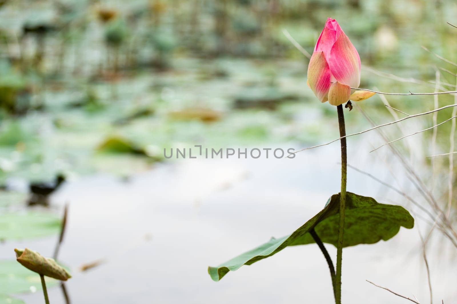 Beautiful lotus flower on the water in a park