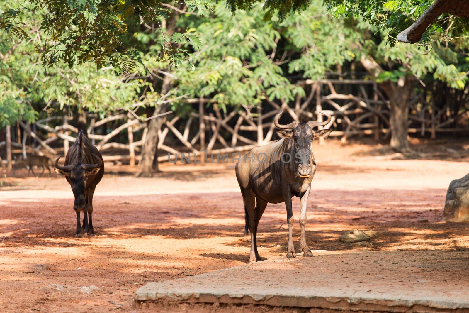 Wildebeest in the zoo, in Thailand
