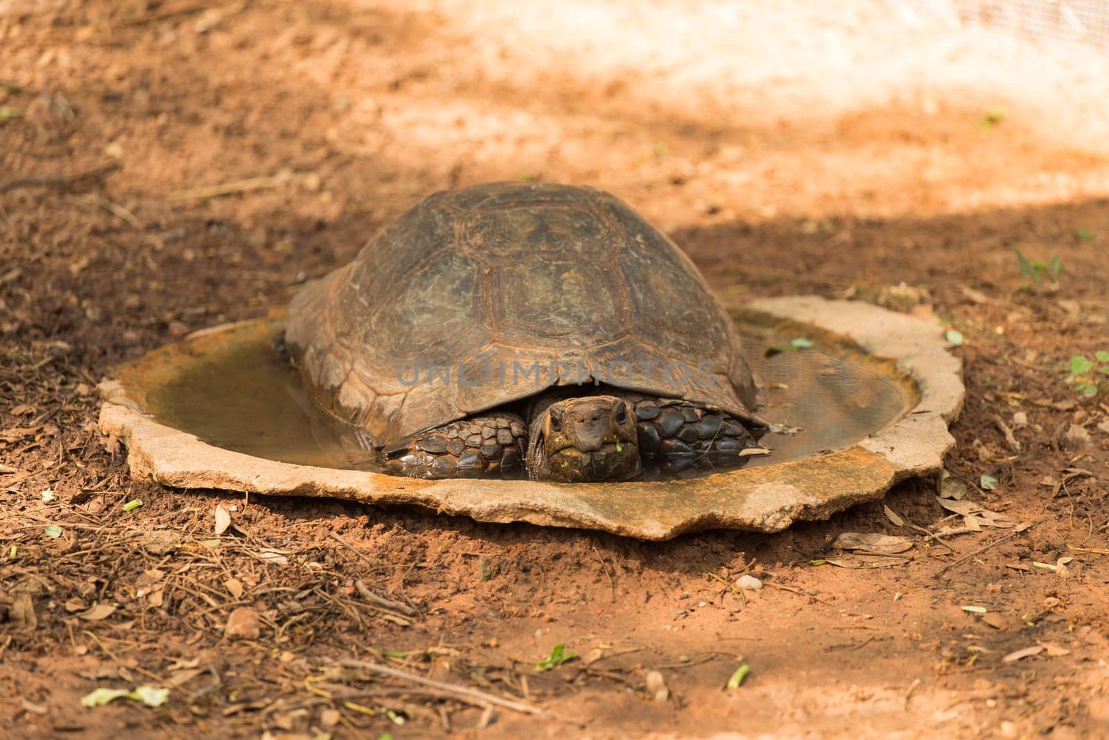 Turtle is sleeping on the floor.