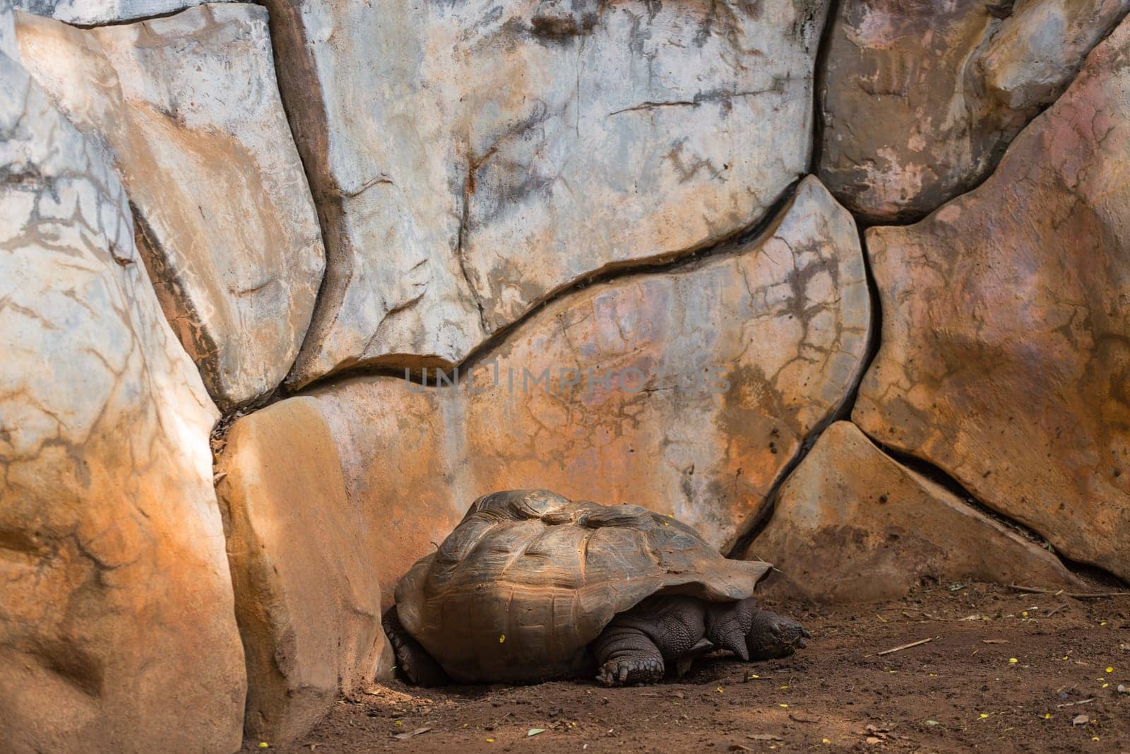Turtle is sleeping on the floor.