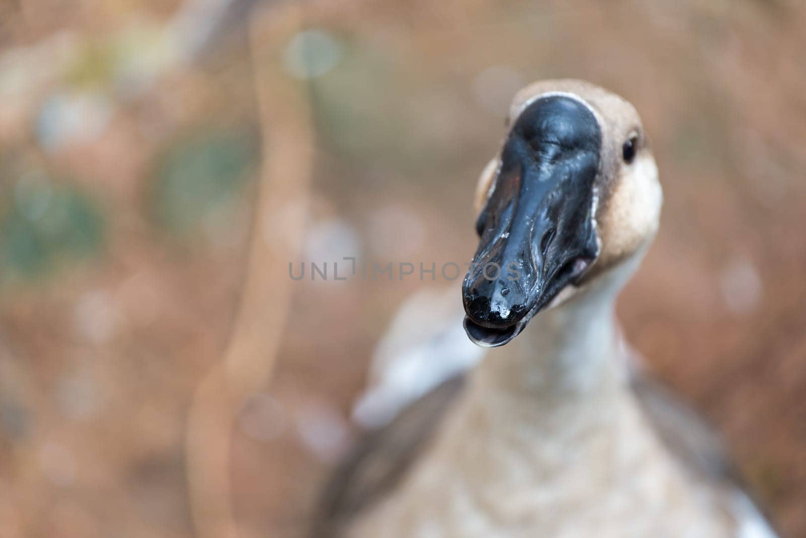 Duck in the zoo, Thailand